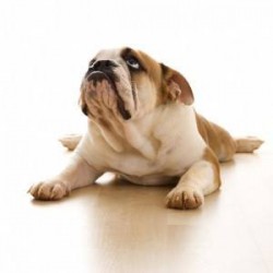 Canine Arthritis